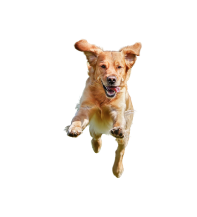 HAPPY PET CARE - Stocks (1) 3